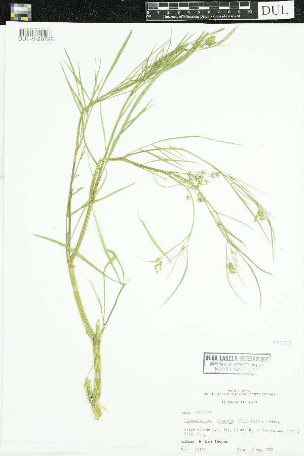 Limnosciadium pinnatum image