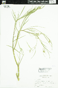 Limnosciadium pinnatum image