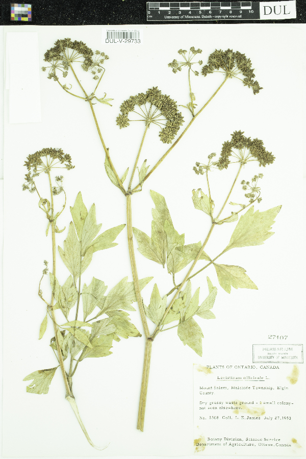 Levisticum officinale image