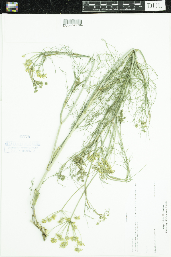 Foeniculum vulgare image