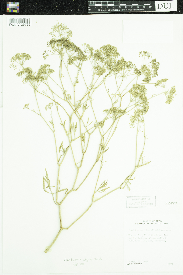 Falcaria vulgaris image