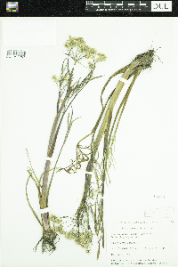 Cicuta virosa image