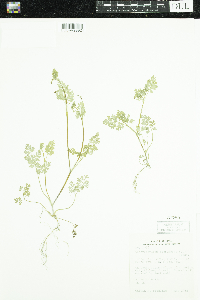 Image of Chaerophyllum procumbens
