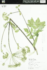 Angelica atropurpurea image