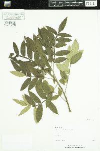 Image of Rhus copallinum