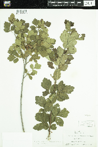 Rhus aromatica image