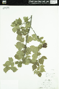 Image of Rhus aromatica