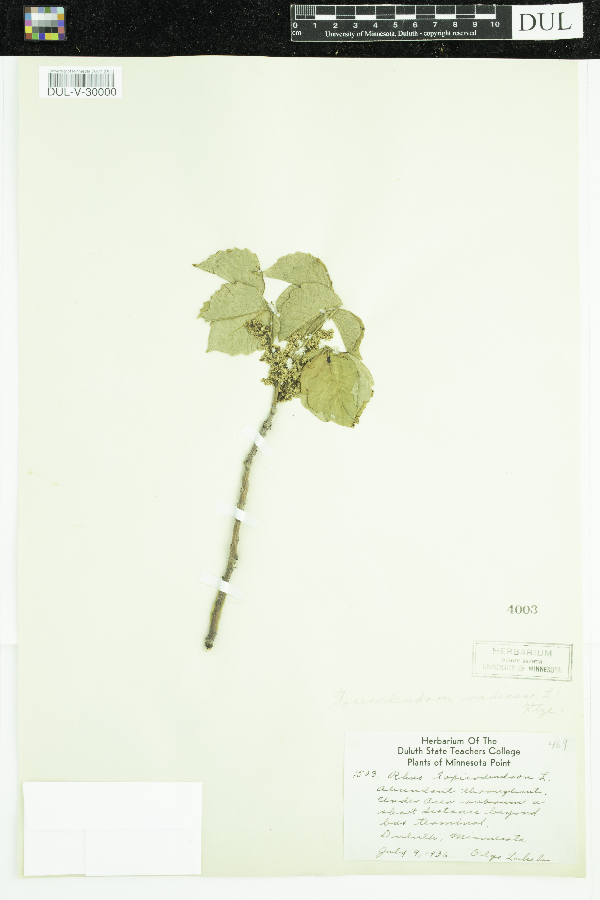 Toxicodendron radicans image