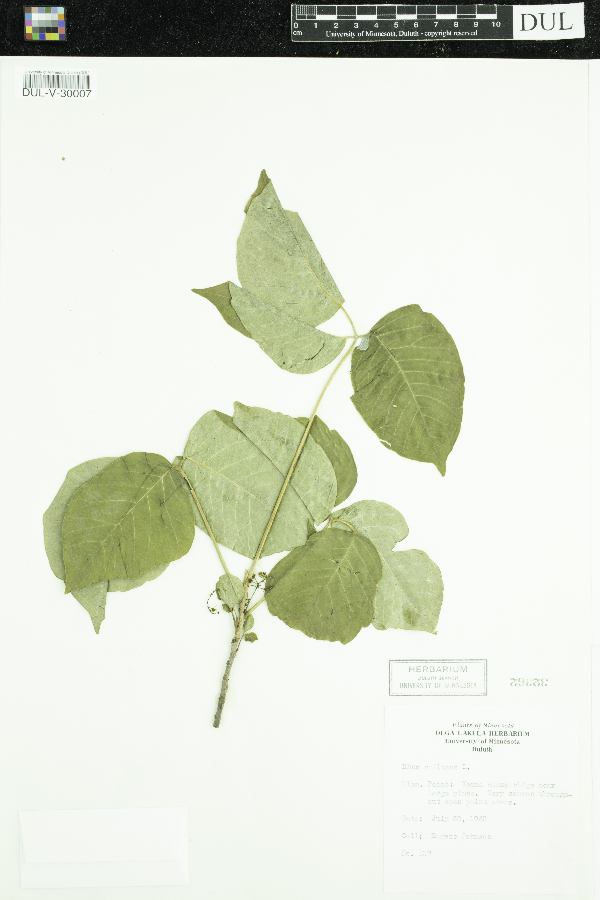 Toxicodendron radicans image