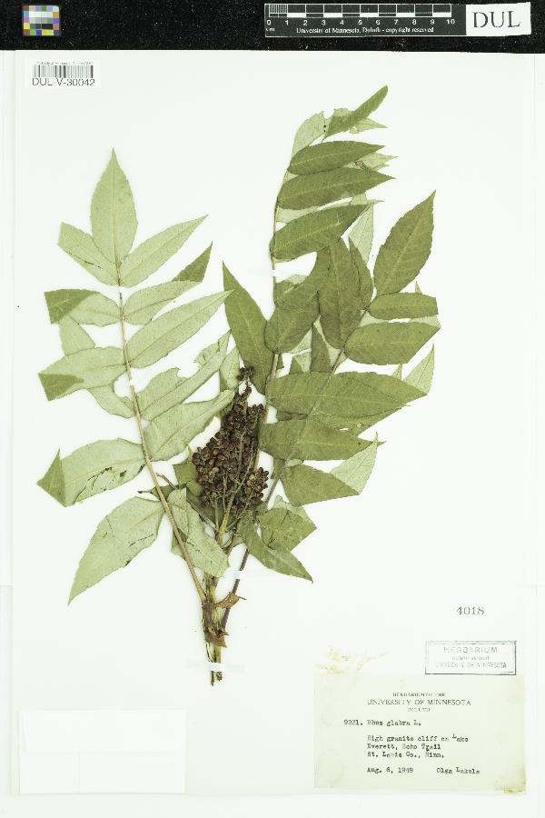 Rhus glabra image