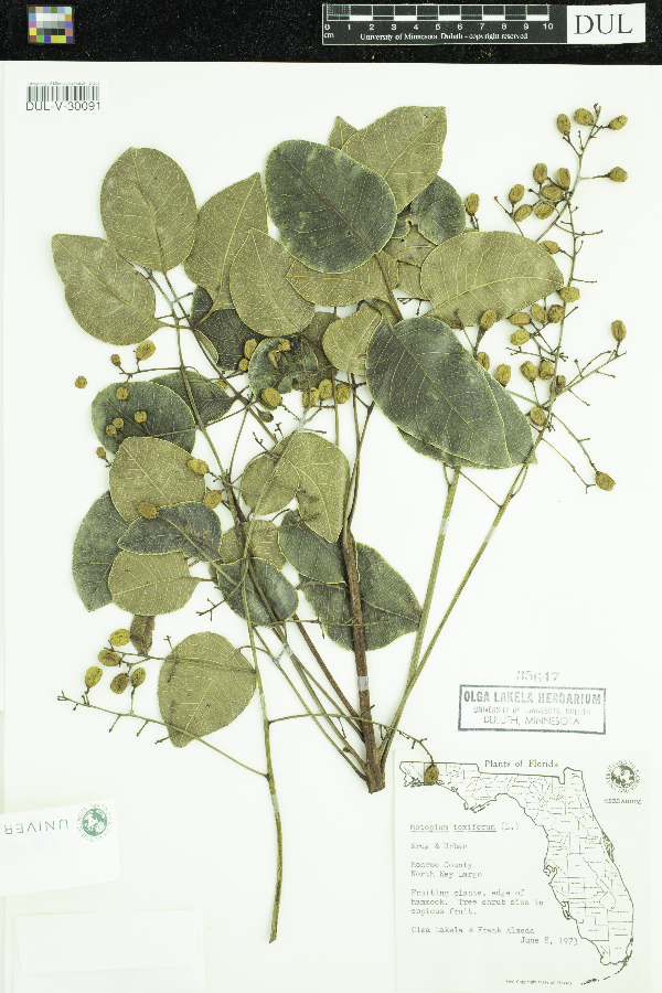 Metopium toxiferum image