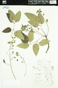 Metopium toxiferum image