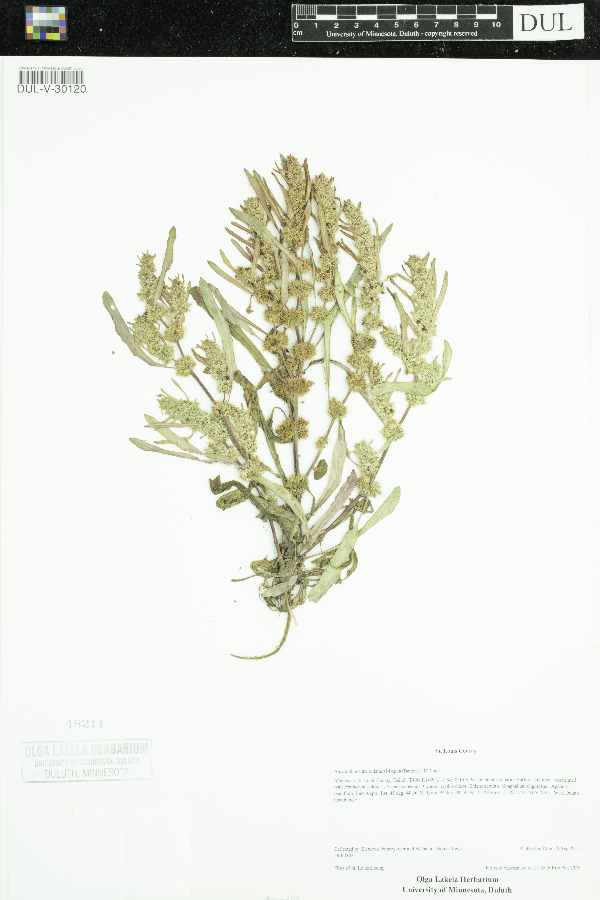 Amaranthus image