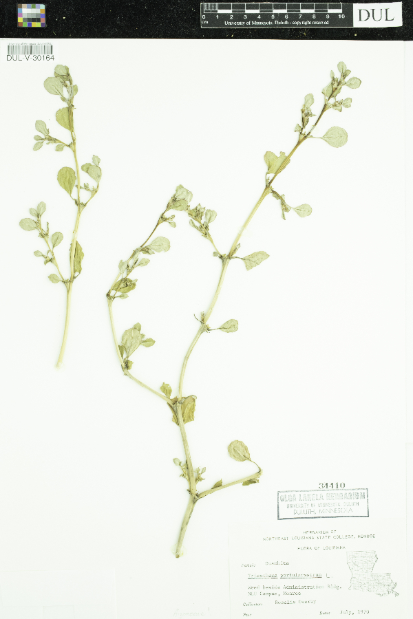 Aizoaceae image