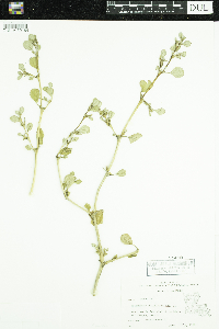 Image of Trianthema portulacastrum