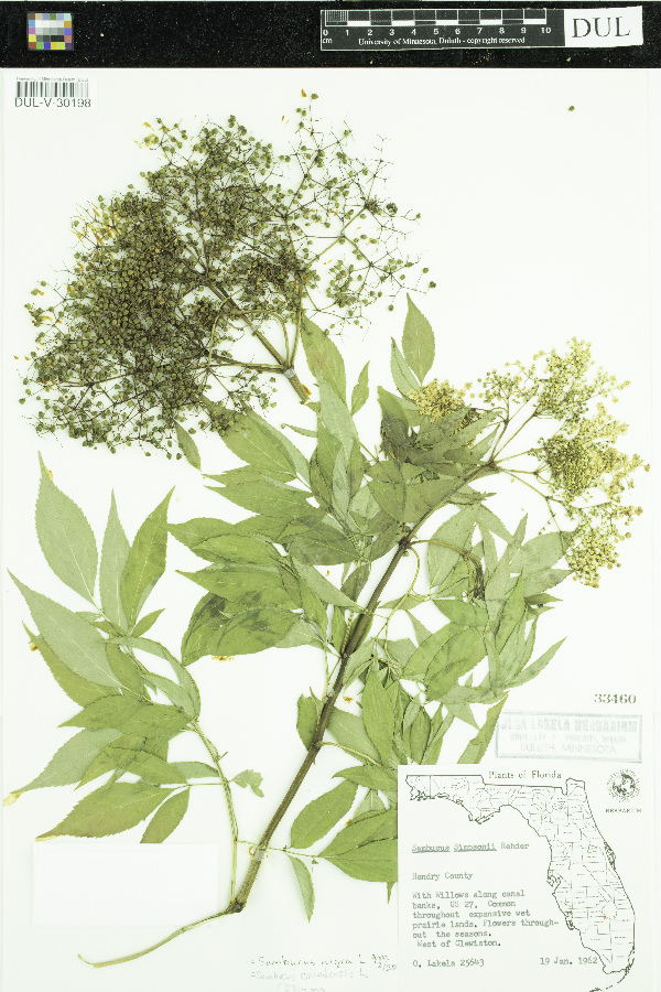 Sambucus nigra subsp. canadensis image