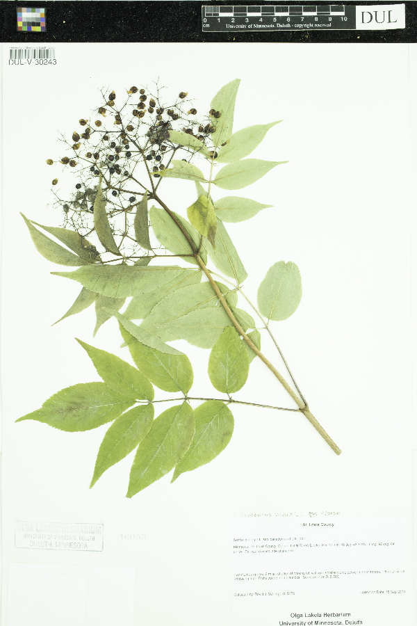 Sambucus nigra image