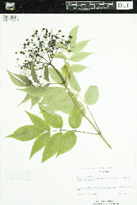 Sambucus nigra image
