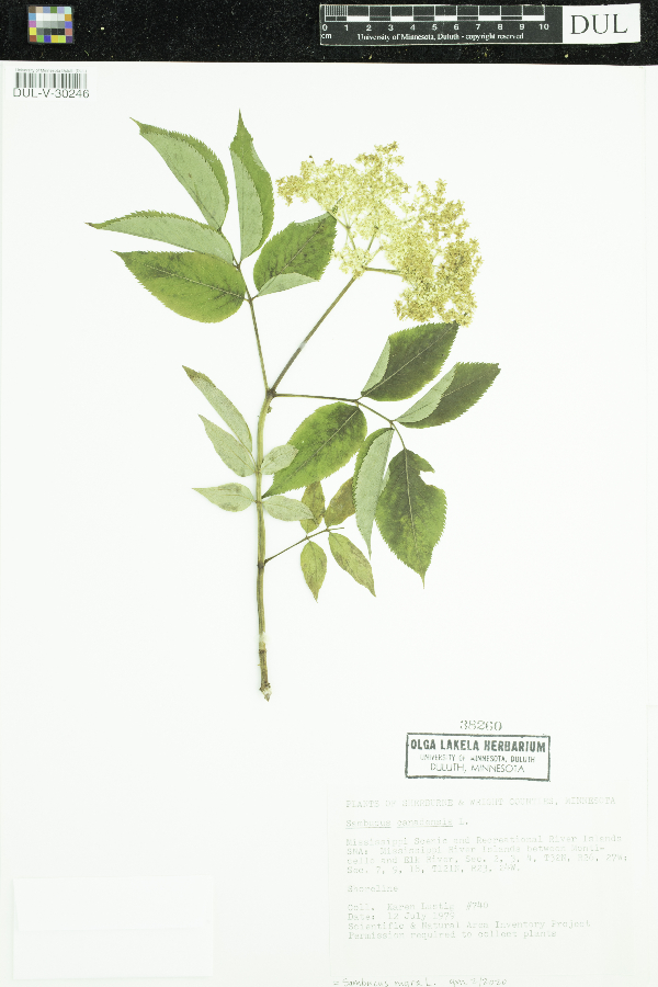 Sambucus nigra image