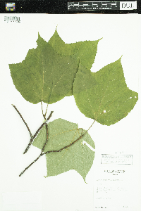 Image of Acer pensylvanicum
