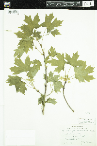 Image of Acer grandidentatum