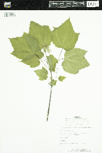 Acer spicatum image