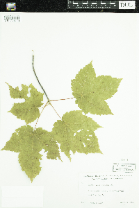 Acer spicatum image