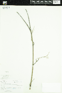 Acer spicatum image