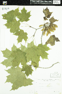 Acer saccharum image