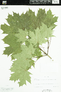 Image of Acer platanoides
