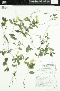 Image of Ruellia caroliniensis