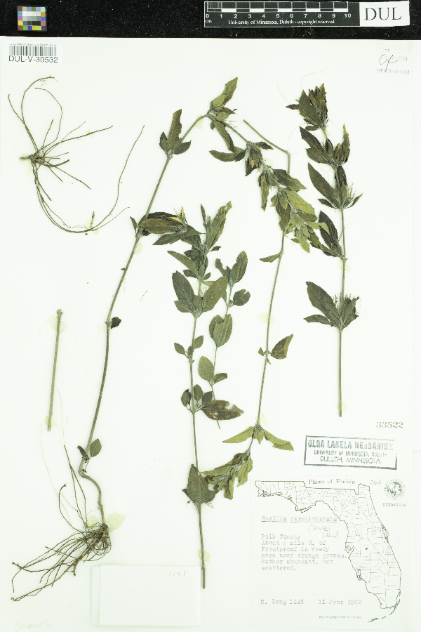 Ruellia caroliniensis image