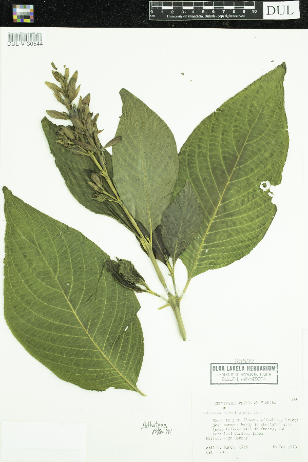 Justicia cydoniifolia image