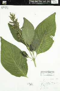 Image of Justicia cydoniifolia
