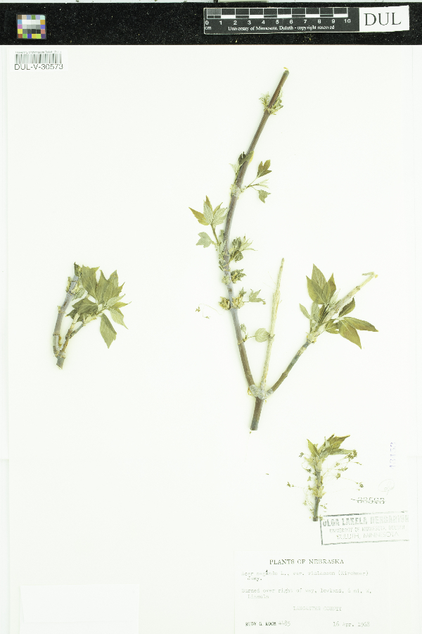 Acer negundo var. violaceum image