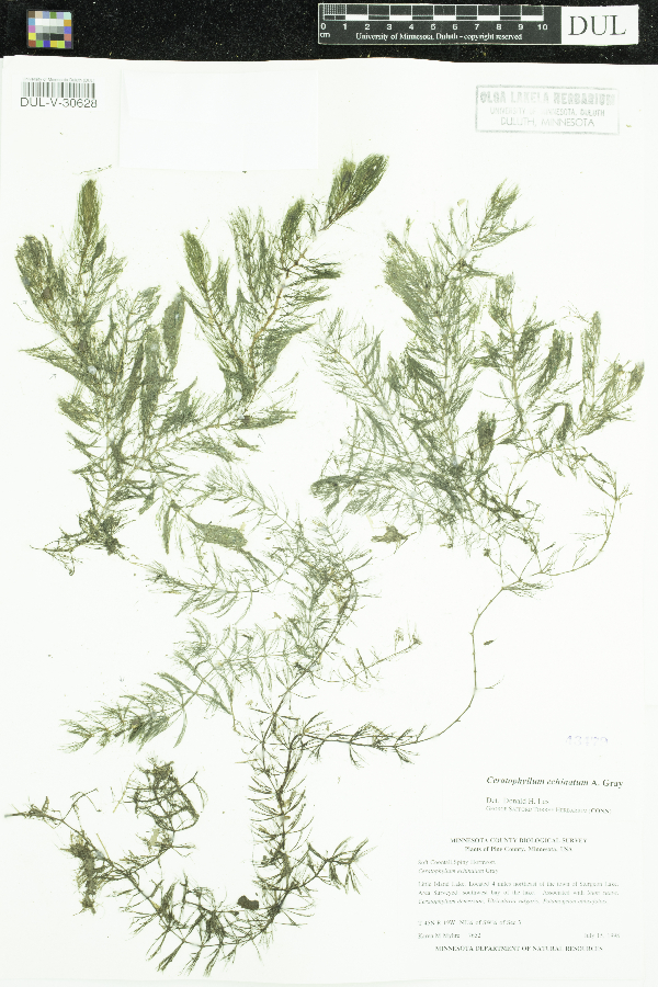 Ceratophyllum echinatum image