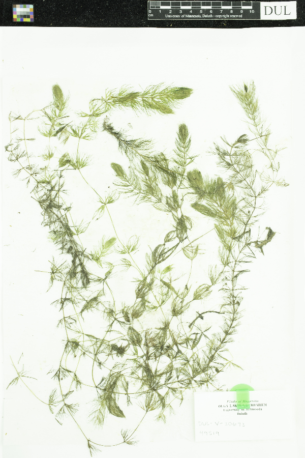 Ceratophyllum echinatum image