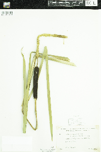 Typha latifolia image