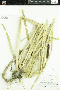 Typha latifolia image