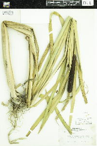 Typha latifolia image