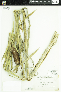 Typha latifolia image