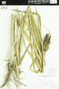 Typha latifolia image