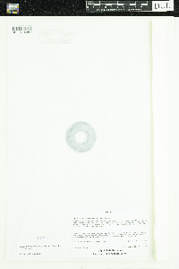 Sparganium glomeratum image