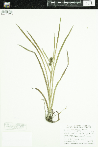 Sparganium glomeratum image