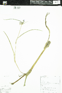 Image of Tradescantia ohiensis