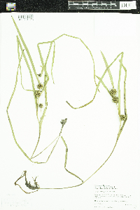 Sparganium angustifolium image