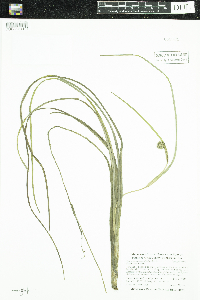 Sparganium angustifolium image