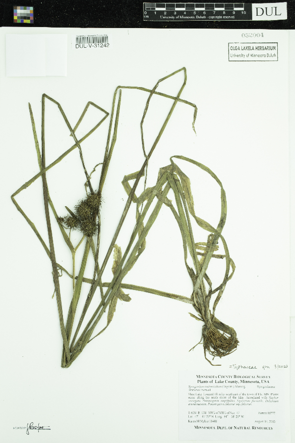 Sparganium androcladum image