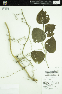 Smilax rotundifolia image