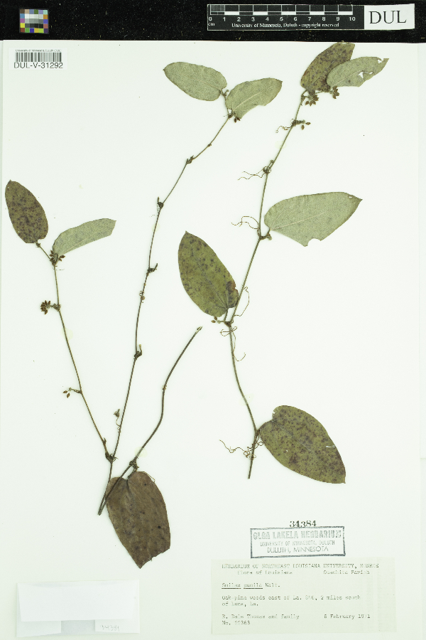 Smilax pumila image